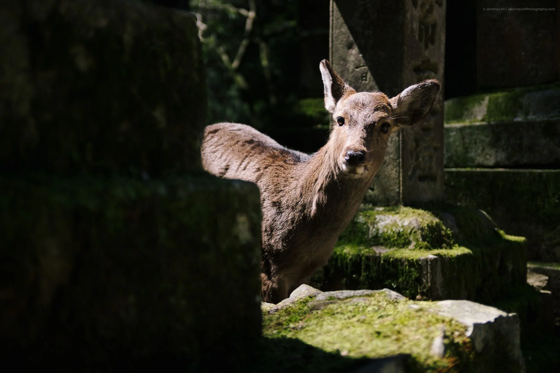 Oh, Hello Deer